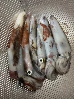 ヤリイカの釣果