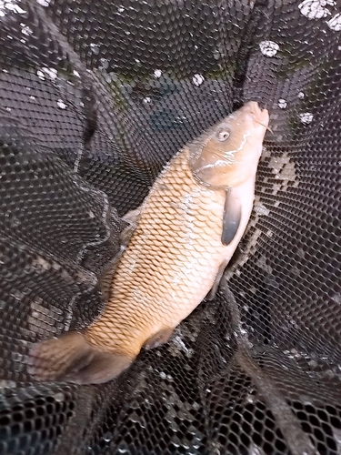 コイの釣果