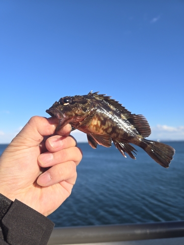 金沢水際線緑地（福浦岸壁）