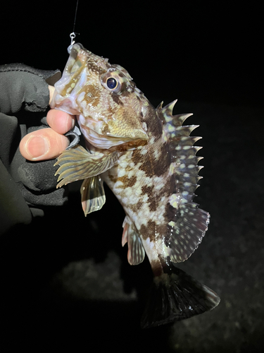 カサゴの釣果