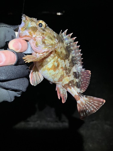 カサゴの釣果