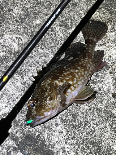 カサゴの釣果