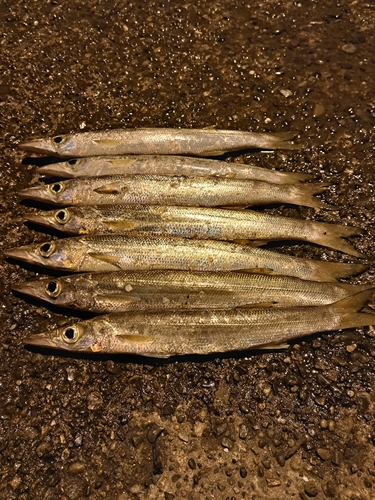 カマスの釣果