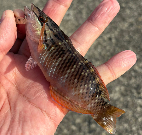 ホシササノハベラの釣果