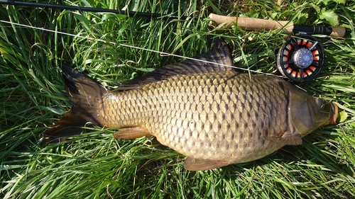 コイの釣果