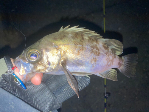 メバルの釣果