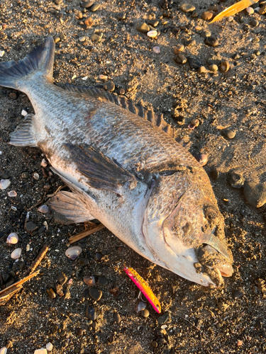 クロダイの釣果