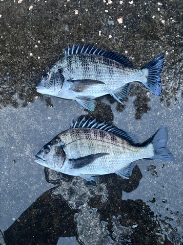 クロダイの釣果