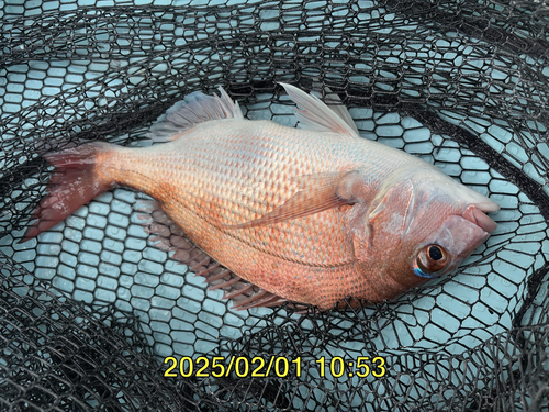 スズキの釣果