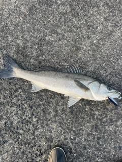 マルスズキの釣果