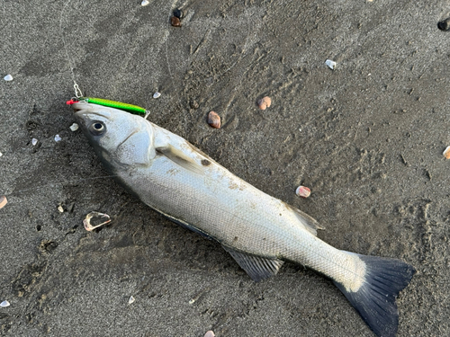 セイゴ（マルスズキ）の釣果