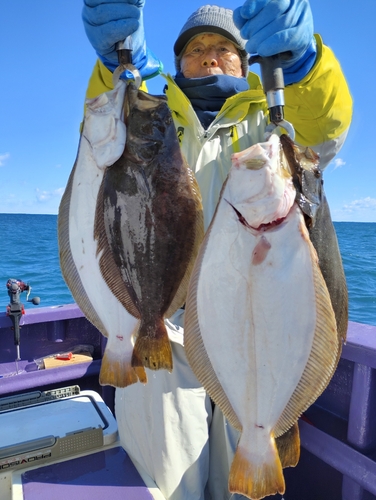 ヒラメの釣果