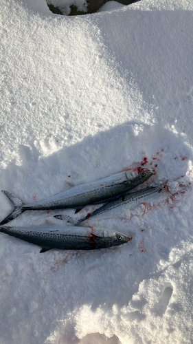 サゴシの釣果