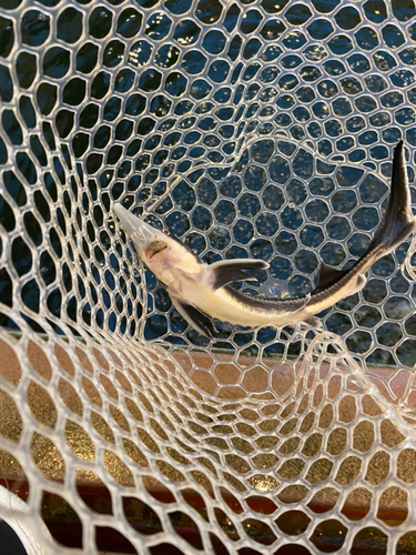 チョウザメの釣果