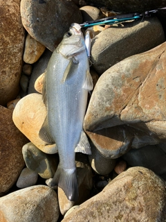 ヒラスズキの釣果