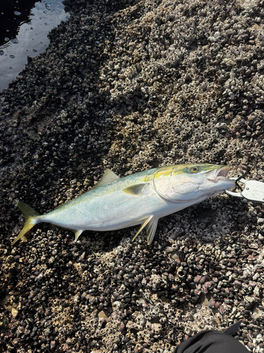 ブリの釣果