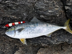 ハマチの釣果