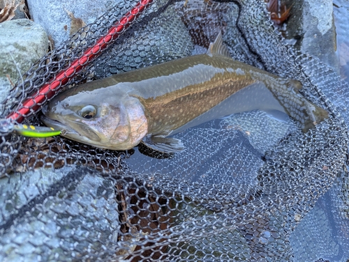 イワナの釣果