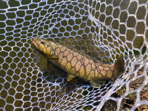 ブラウントラウトの釣果