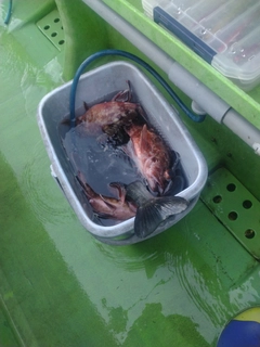カサゴの釣果