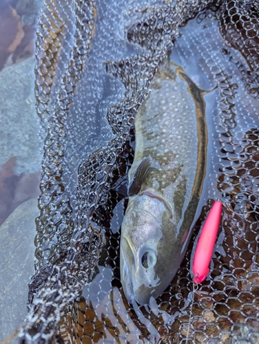 イワナの釣果