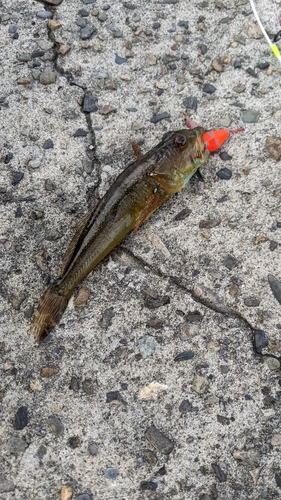 アナハゼの釣果