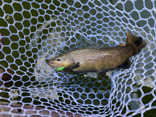 ブラウントラウトの釣果