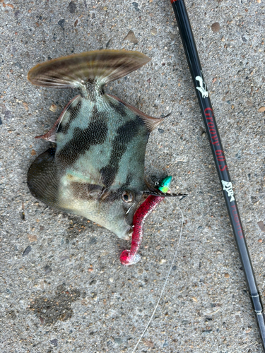 カワハギの釣果