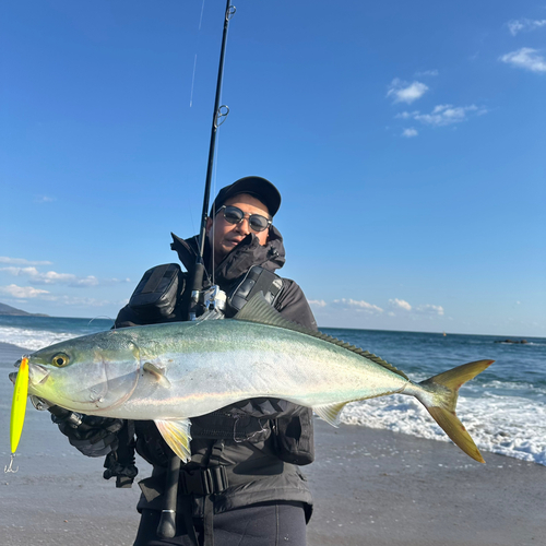 ヤズの釣果