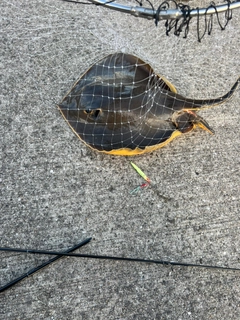 アカエイの釣果