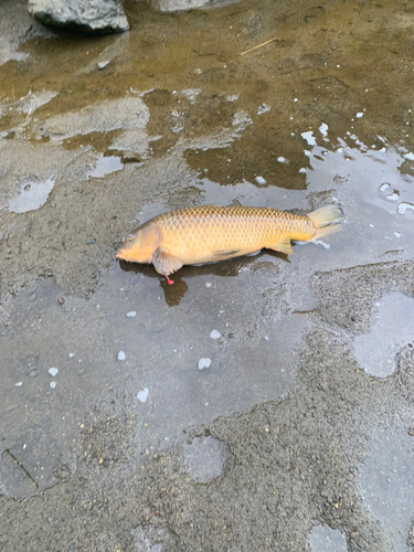 コイの釣果