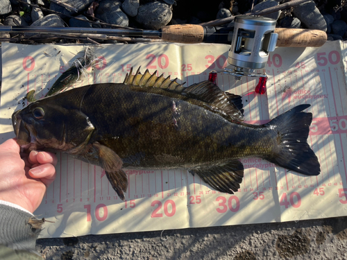 スモールマウスバスの釣果