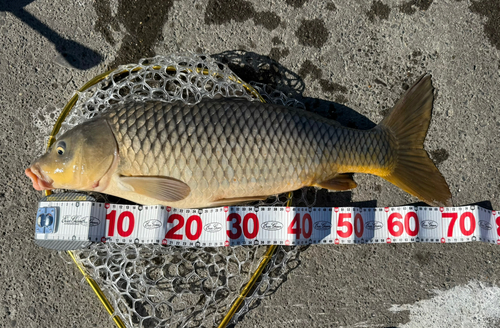 コイの釣果