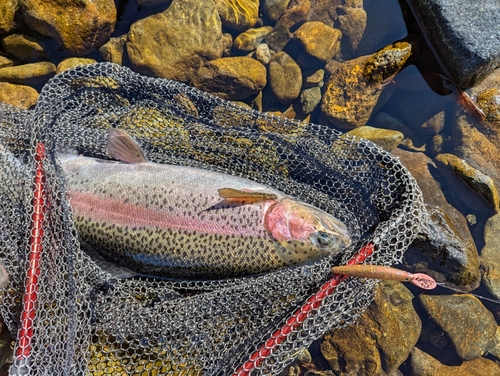 スチールヘッドの釣果