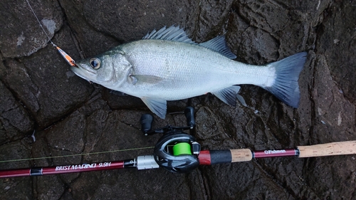 フッコ（ヒラスズキ）の釣果