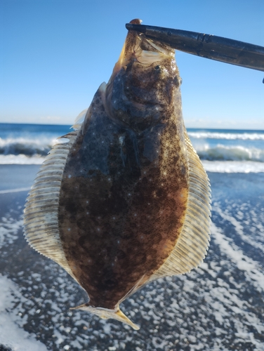 ソゲの釣果