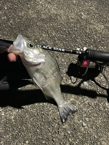 セイゴ（マルスズキ）の釣果