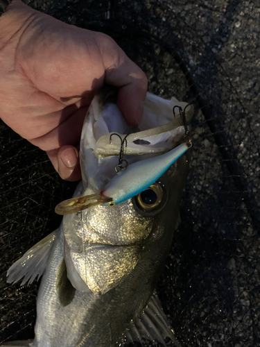 シーバスの釣果