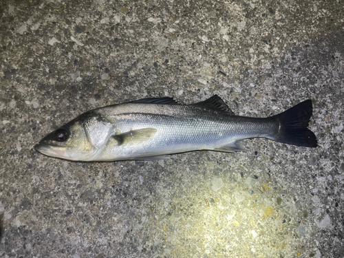 フッコ（マルスズキ）の釣果