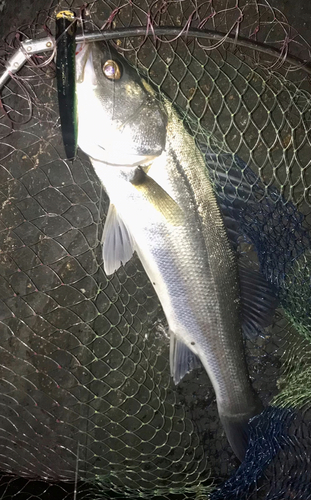 ハネ（マルスズキ）の釣果