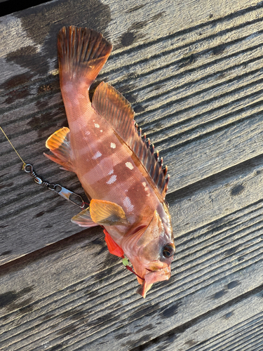 カサゴの釣果