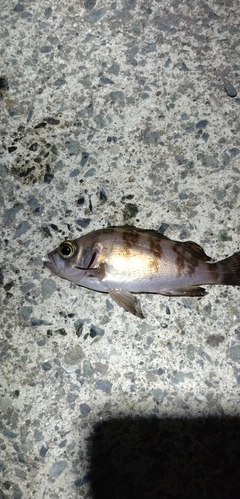 メバルの釣果