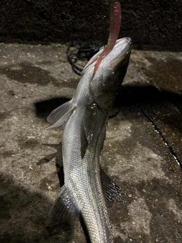 セイゴ（マルスズキ）の釣果