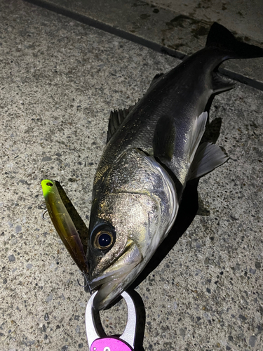 シーバスの釣果