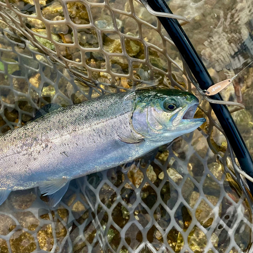 ニジマスの釣果