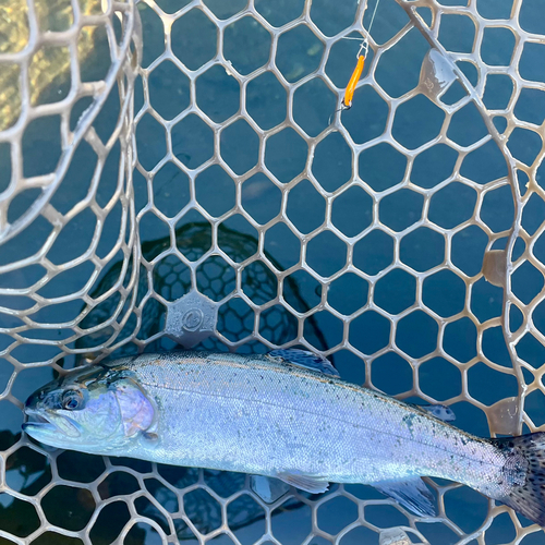 ニジマスの釣果