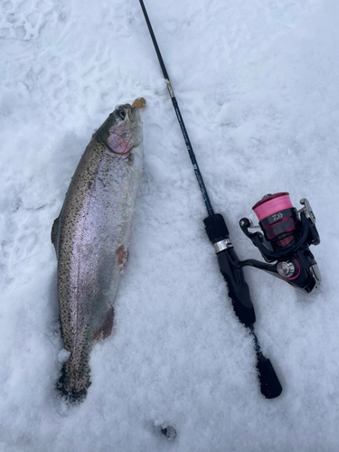 トラウトの釣果