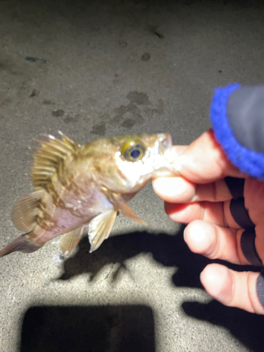 メバルの釣果