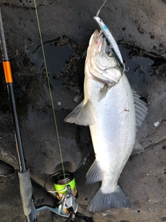 ヒラスズキの釣果