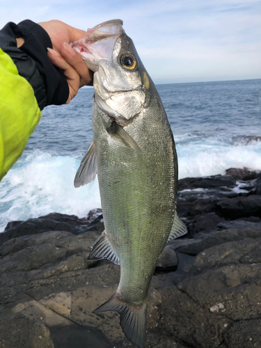 ヒラスズキの釣果